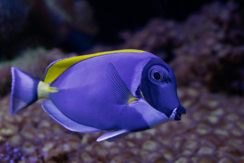 Powder Blue Tang