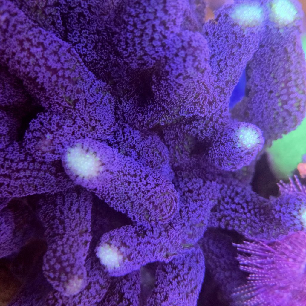 Purple Stylophora