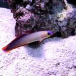 Purple Firefish