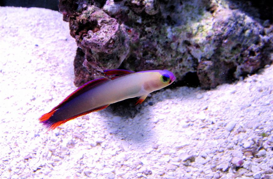 Purple Firefish