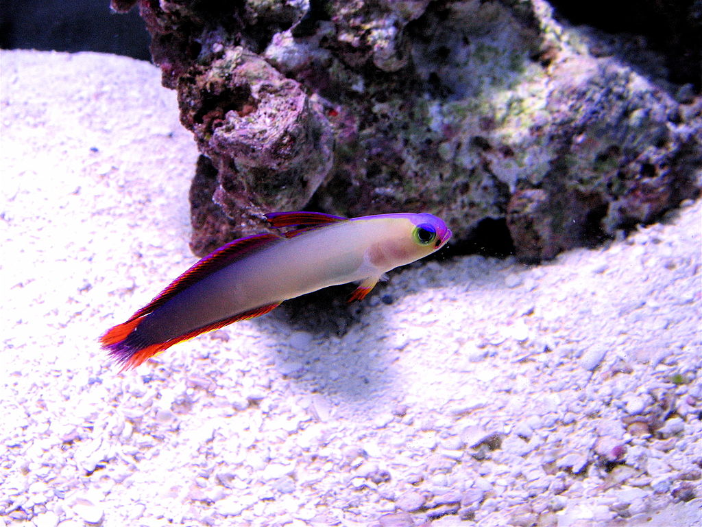 Purple Firefish