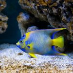 Queen Angelfish