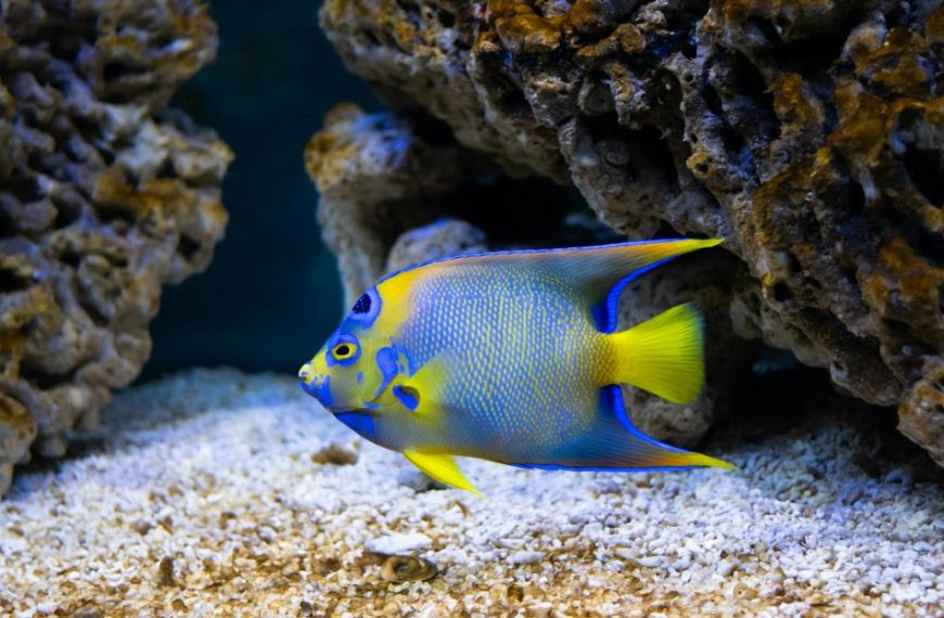 Queen Angelfish