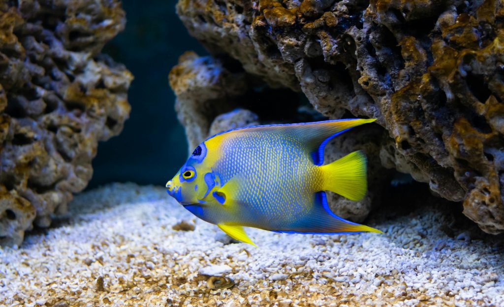 Queen Angelfish