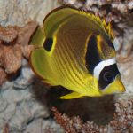 Raccoon Butterflyfish Chaetodon Lunula