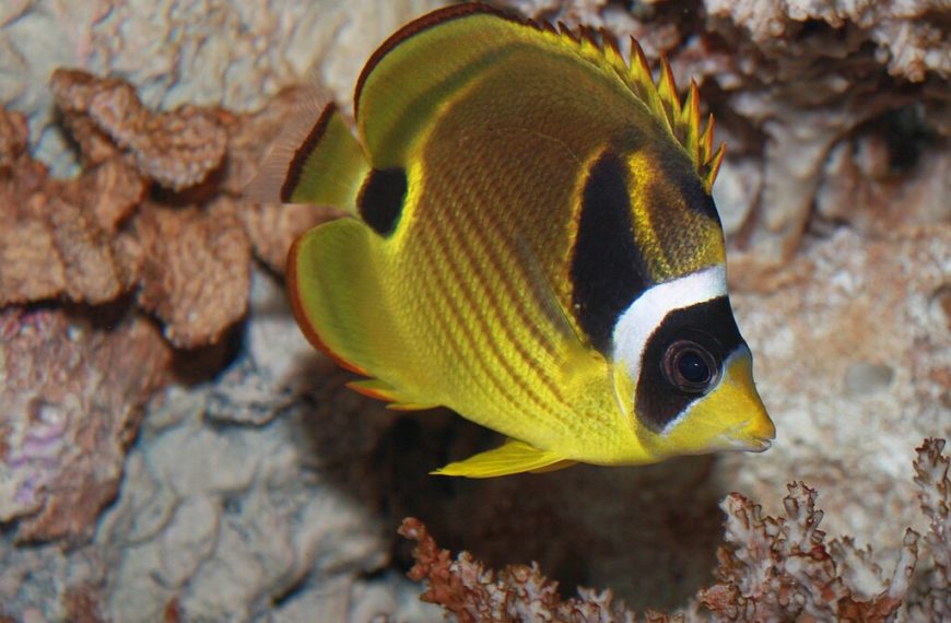 Raccoon Butterflyfish Chaetodon Lunula