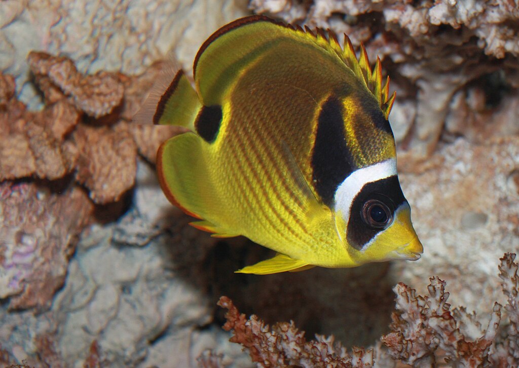 Raccoon Butterflyfish Chaetodon Lunula
