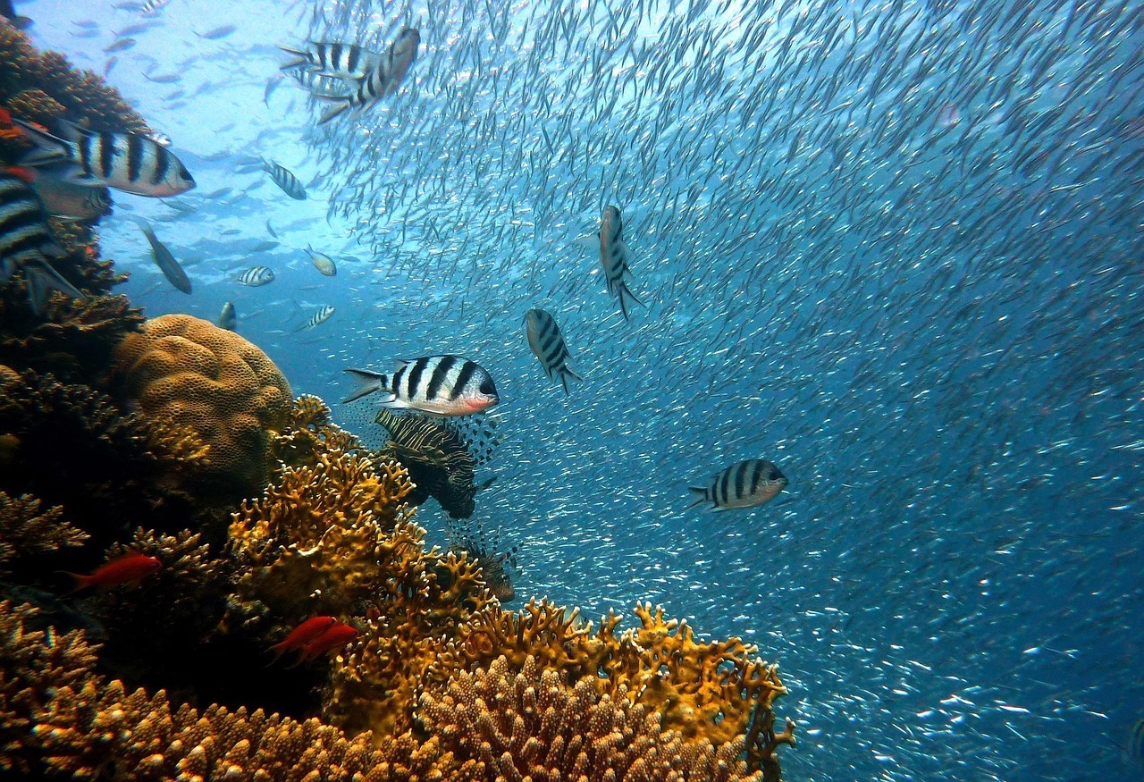 Reef Safe Fish Myths