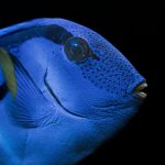 Regal Hippo Blue Tang