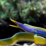 Ribbon Eels