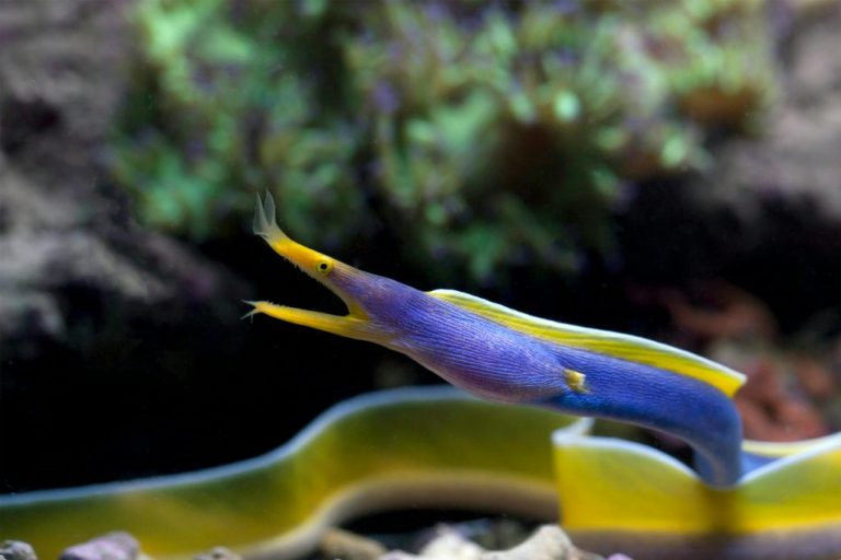 Blue Ribbon Eel (Rhinomuraena Quaesita)