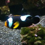 Saddleback Clownfish Amphiprion Polymnus Vannes Aquarium