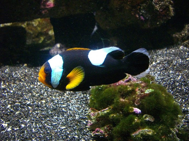 Saddleback Clownfish (Amphiprion polymnus)