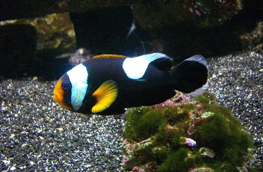 Saddleback Clownfish Amphiprion Polymnus Vannes Aquarium