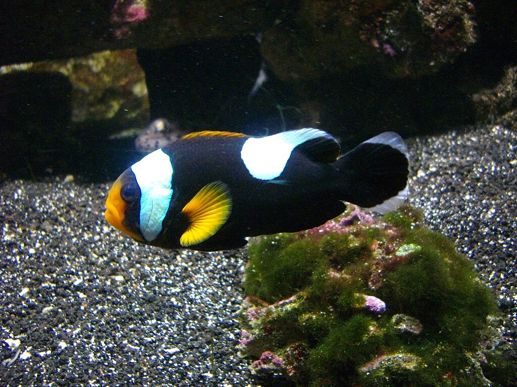 Saddleback Clownfish Amphiprion Polymnus Vannes Aquarium
