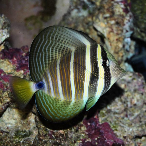 Sailfin Tang