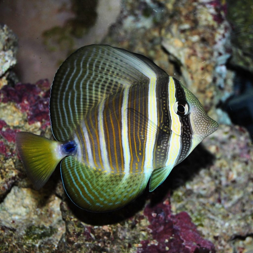 Best Tangs For Reef Aquariums Fancyreef
