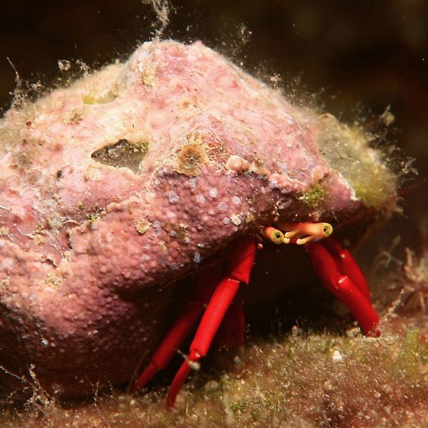 Saltwater Cleanup Crew