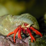 Scarlet Hermit Crab Paguristes Cadenati