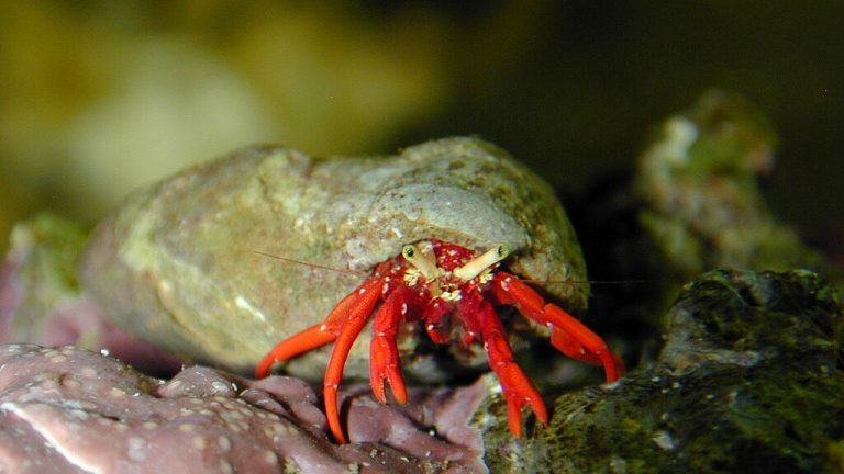 Scarlet Hermit Crab Paguristes Cadenati