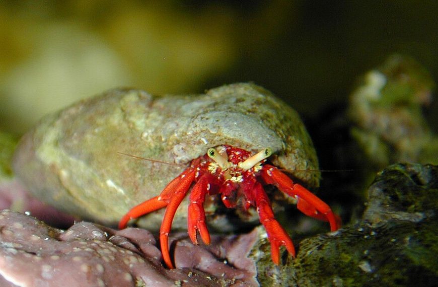 Scarlet Hermit Crab Paguristes Cadenati