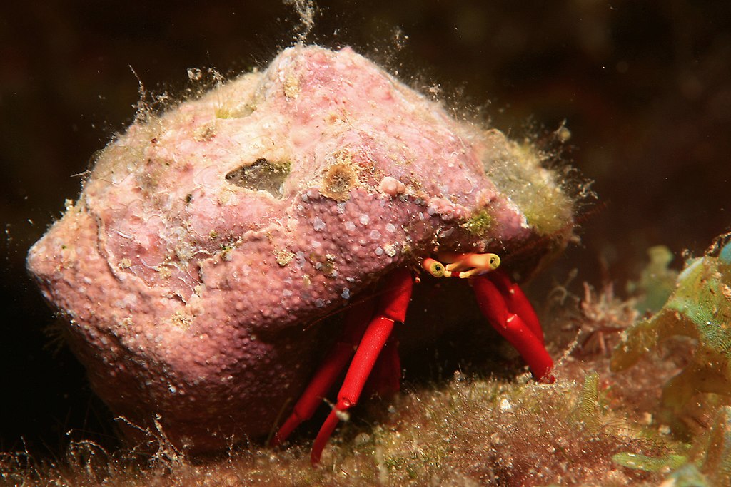 Scarlet Hermit Crab