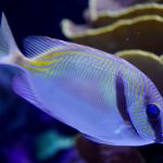 Scribbled Rabbitfish