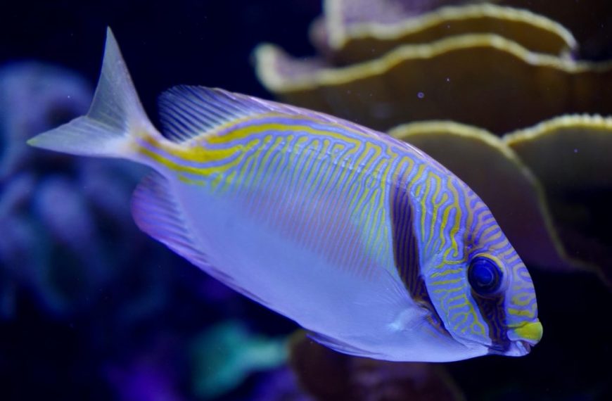 Scribbled Rabbitfish