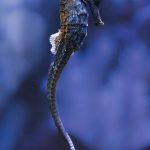 Seahorse