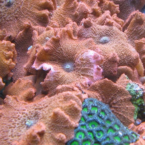Mushroom Coral Care