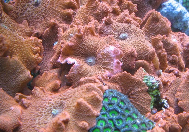 Mushroom Coral Care