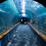 Aquarium Shark Tunnel