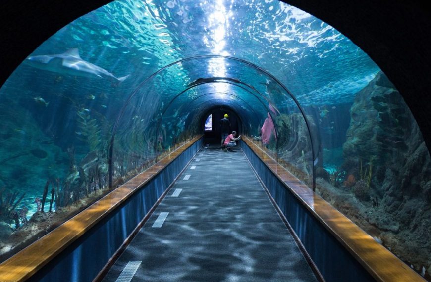 Aquarium Shark Tunnel