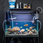 Beginner Aquarium