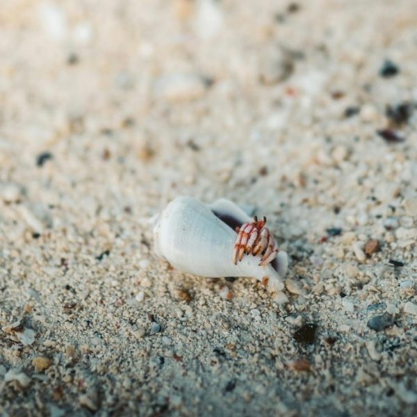 Reef Clean Up Crew Guide