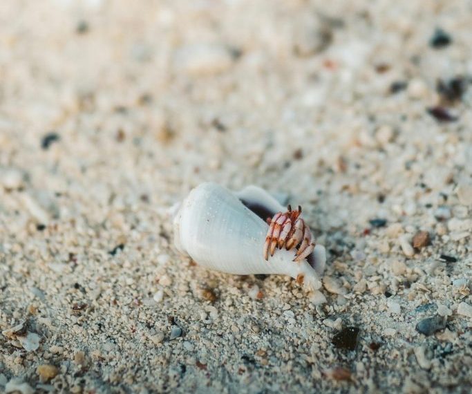 Cleanup Crew Pexels Taryn Elliott