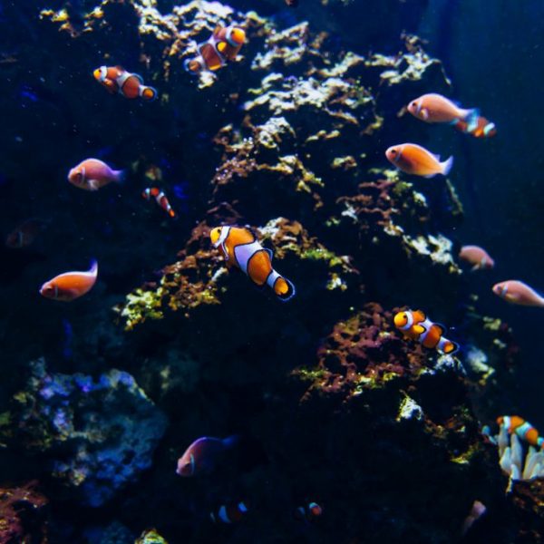 Reef Tank Stocking Levels