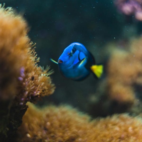 Reef Tank Stocking Guide