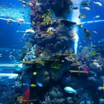 Large Aquarium Pexels Npandey