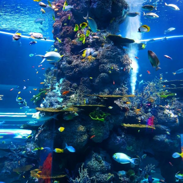 Beginner Reef Tank Stocking