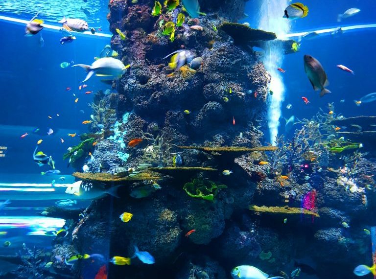 Large Aquarium Pexels Npandey