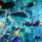 Large Tangs Pexels Magda Ehlers