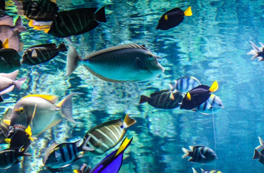 Large Tangs Pexels Magda Ehlers