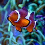 Ocellaris Clownfish Pexels Jiri Mikolas