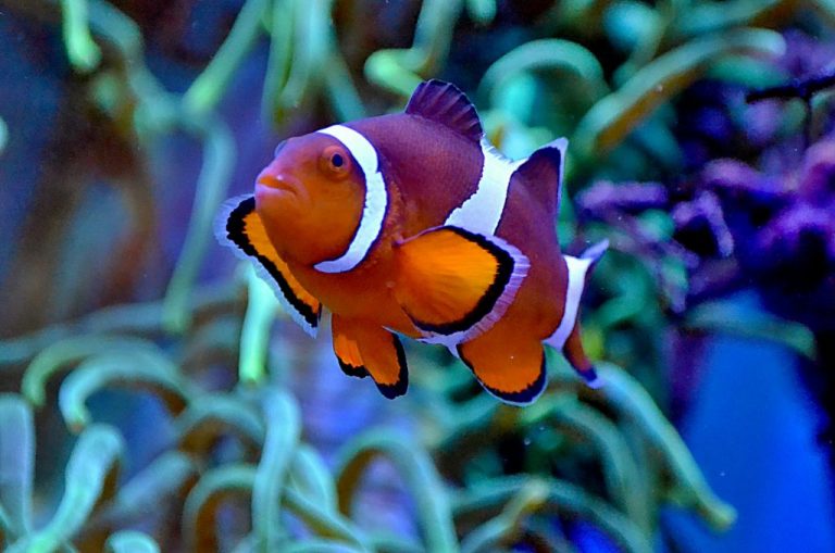 Best Reef Safe Fish