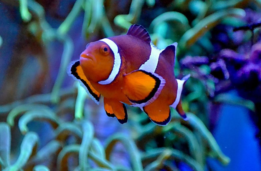 Ocellaris Clownfish Pexels Jiri Mikolas