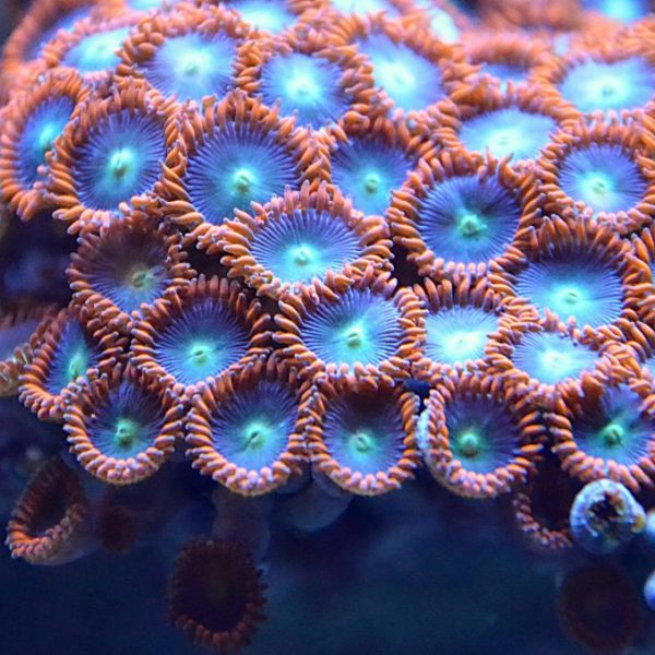 Easy Beginner Corals