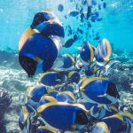 Powder Blue Tangs Pexels Wewe Yang