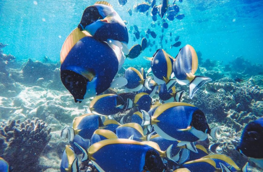 Powder Blue Tangs Pexels Wewe Yang