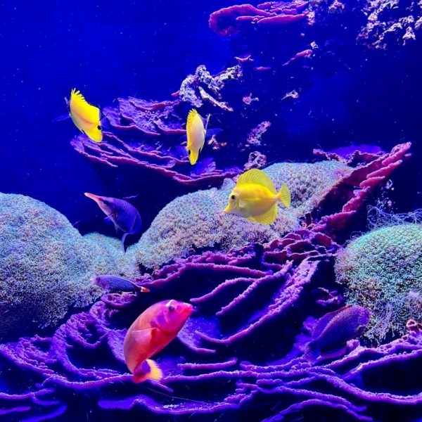 Reef Safe Fish Stocking Guide